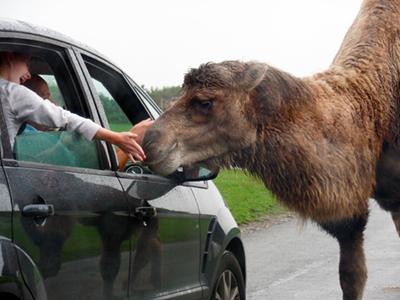 camel at car window